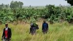 mozambique gaza province methodist plantation project 2